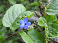 Eranthemum