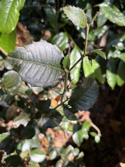 Streblus ilicifolius