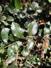 Streblus ilicifolius