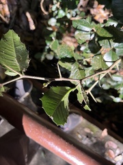 Streblus ilicifolius