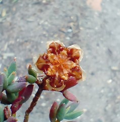 Trichodiadema gracile