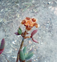 Trichodiadema gracile