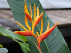 Heliconia × nickeriensis