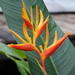 Heliconia × nickeriensis - Photo (c) Daniel Petersen, some rights reserved (CC BY-NC), uploaded by Daniel Petersen