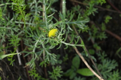 Tripleurospermum caucasicum