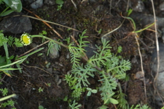 Tripleurospermum caucasicum