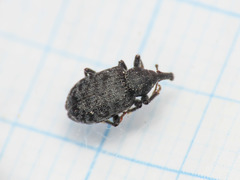 Procas armillatus