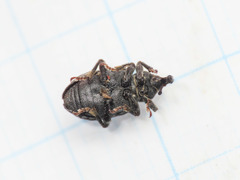 Procas armillatus