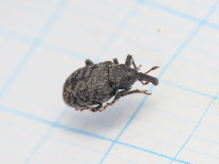 Procas armillatus