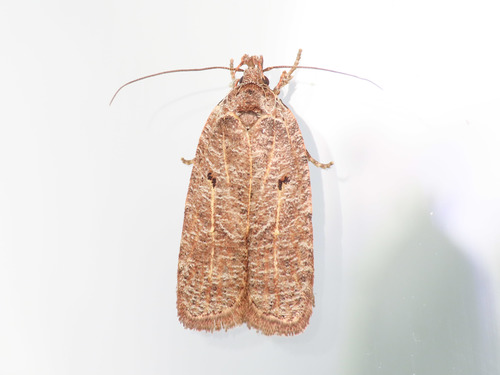 Agonopterix rutana