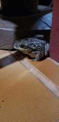 Rhinella diptycha