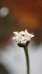 Eriocaulon cinereum