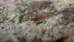 Caridina cantonensis
