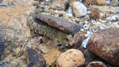 Istiblennius dussumieri