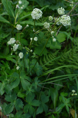 Astrantia carniolica