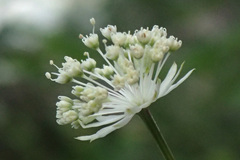 Astrantia carniolica