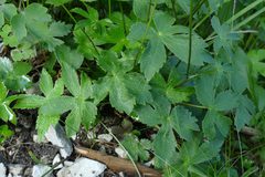 Astrantia carniolica