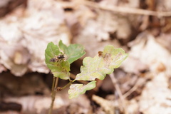 Choerades fuliginosa