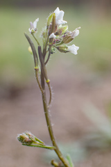 Crucihimalaya bursifolia