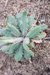 Crucihimalaya bursifolia