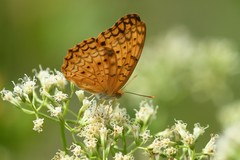 Phalanta phalantha phalantha