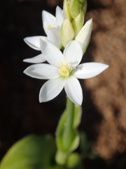Ornithogalum hispidum