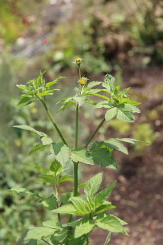 Bidens pilosa iNat (1)