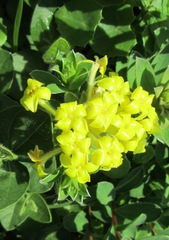 Lasiosiphon anthylloides