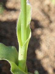 Ornithogalum hispidum