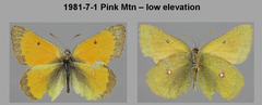 Colias canadensis