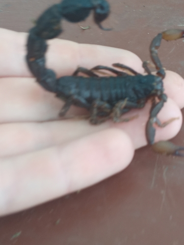 Transvaal Thicktail Scorpion