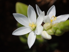 Ornithogalum hispidum