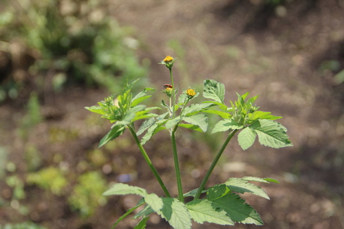 Bidens pilosa