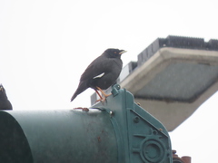 Acridotheres cristatellus formosanus