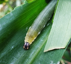 Notocrypta curvifascia