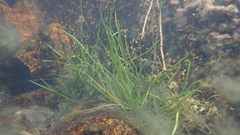 Eriocaulon cinereum