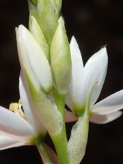 Ornithogalum hispidum