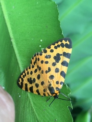Zerenopsis lepida