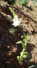 Ornithogalum hispidum