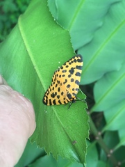 Zerenopsis lepida