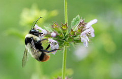 Bombus niveatus