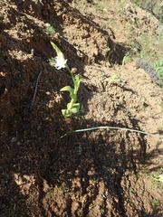 Ornithogalum hispidum