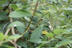 Dendrelaphis kopsteini