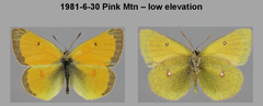Colias canadensis