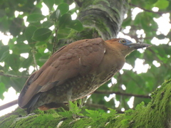 Gorsachius melanolophus