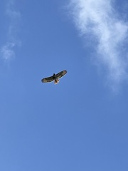 Buteo jamaicensis
