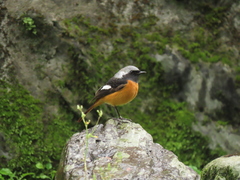 Phoenicurus auroreus