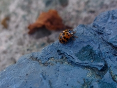 Harmonia axyridis