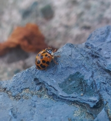 Harmonia axyridis