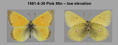 Colias canadensis